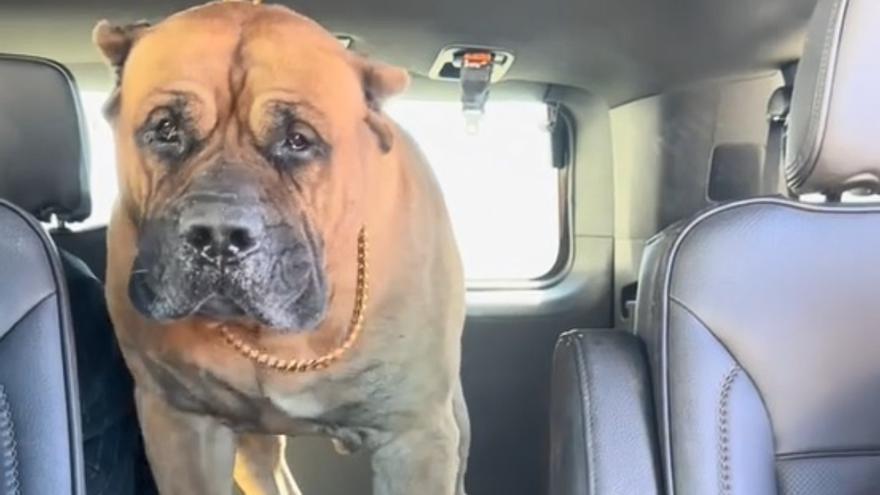 Vader, el presa canario que ha encandilado a todo Tik Tok