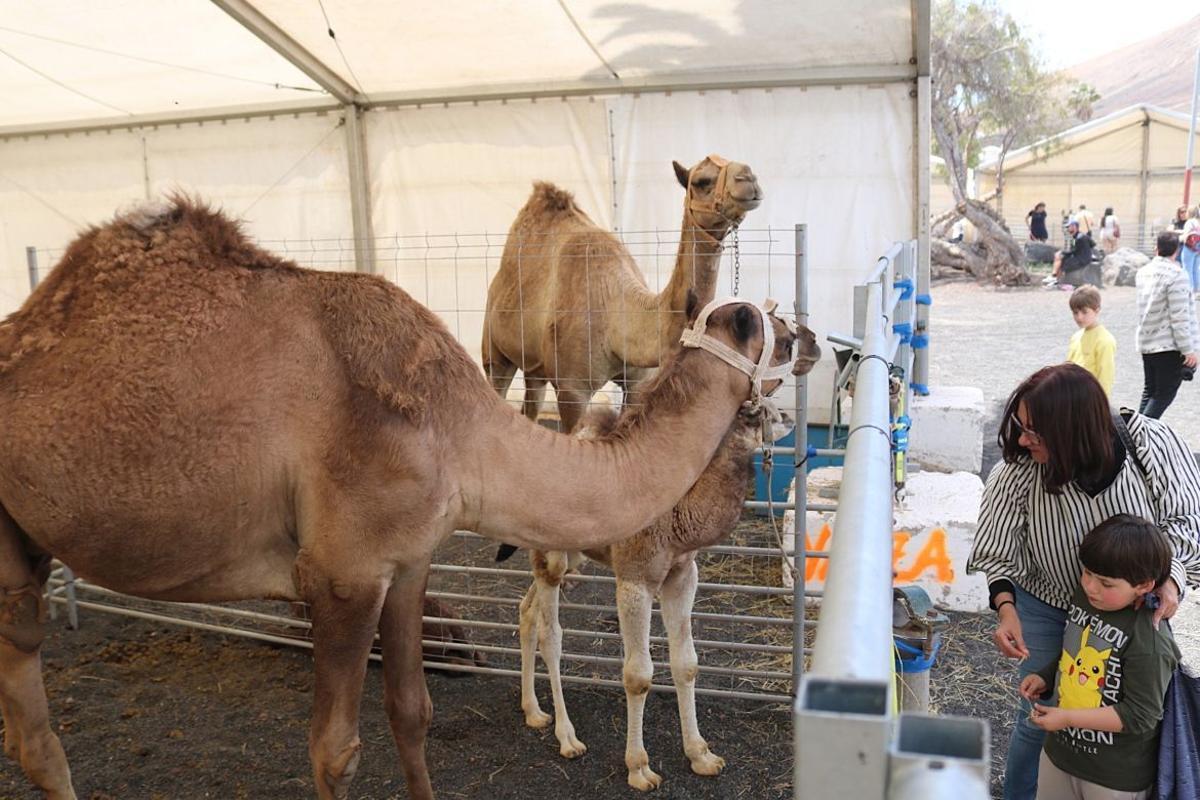 Camellos en la Feria de Ganado de Uga en una imagen de archivo