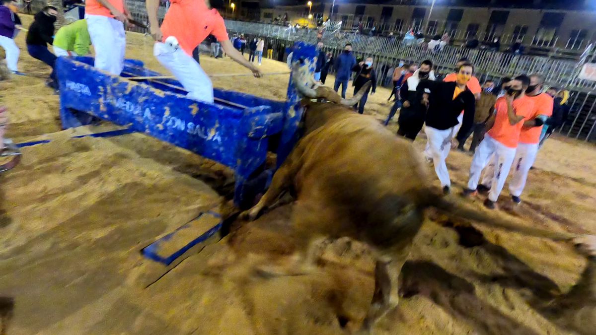 Polémica por la celebración del 'bou embolat' en Vila-real