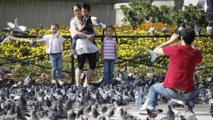 Unos turistas se toman fotografías rodeados por las palomas de la plaza de Catalunya.