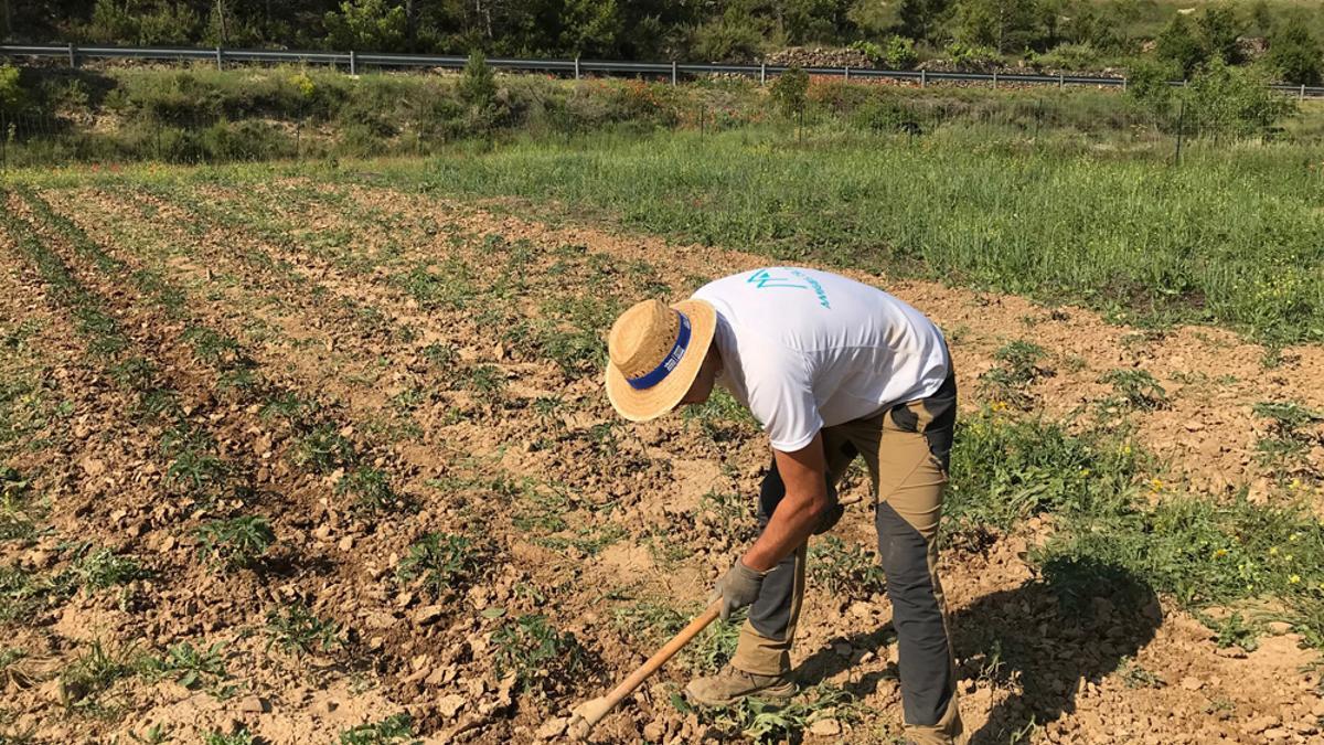 Javier Sebastián cultivando tomates en Aras de los Olmos