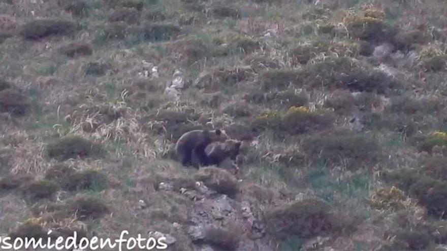 Espectaculares imágenes de una pareja de osos en celo en Somiedo