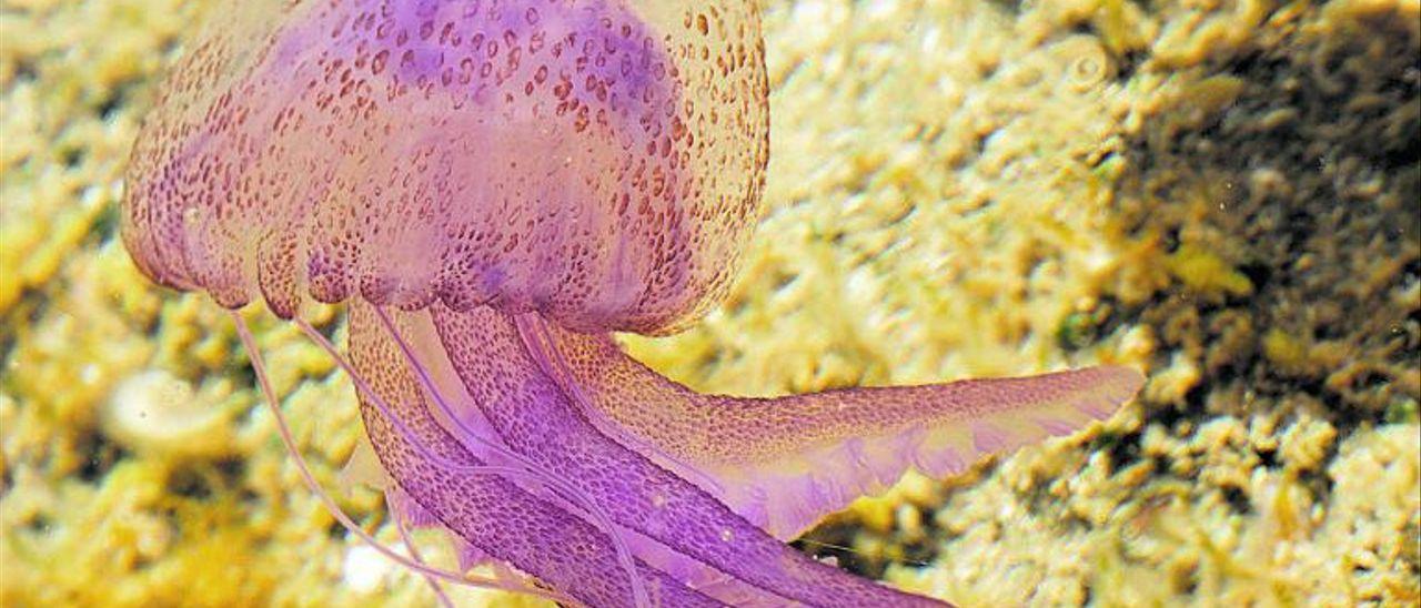 Un ejemplar de ‘Pelagia noctiluca’, especie de medusa muy habitual en aguas baleares.