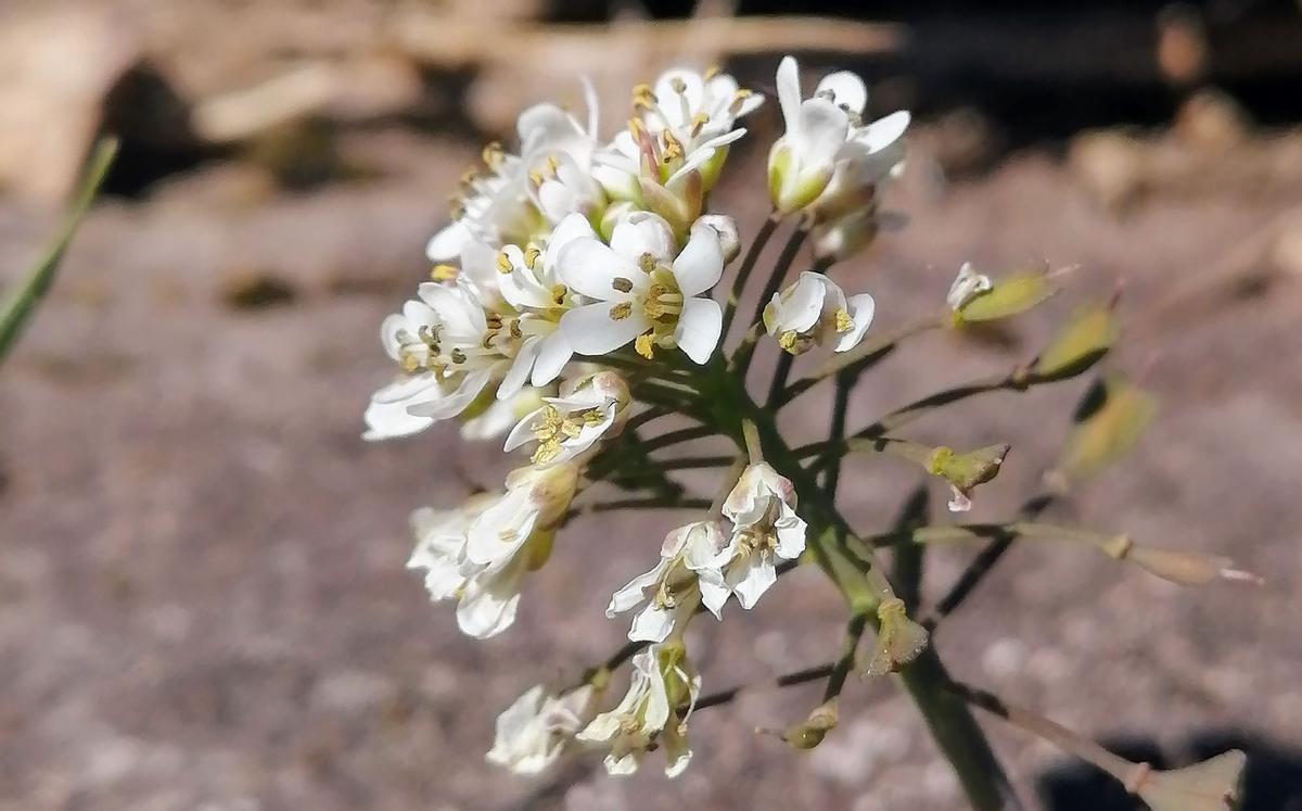 La planta «Noccaea caerulescens».