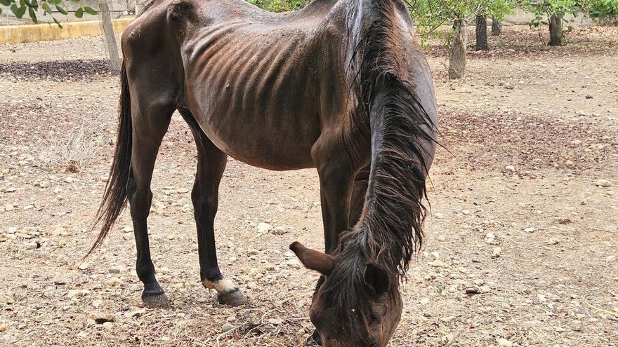 Rescatados dos caballos en &quot;pésimas condiciones&quot; en una finca de Palma
