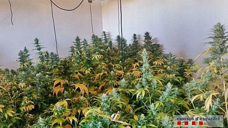 Troben un cultiu de marihuana en una casa en ple centre de Casavells, a Corçà