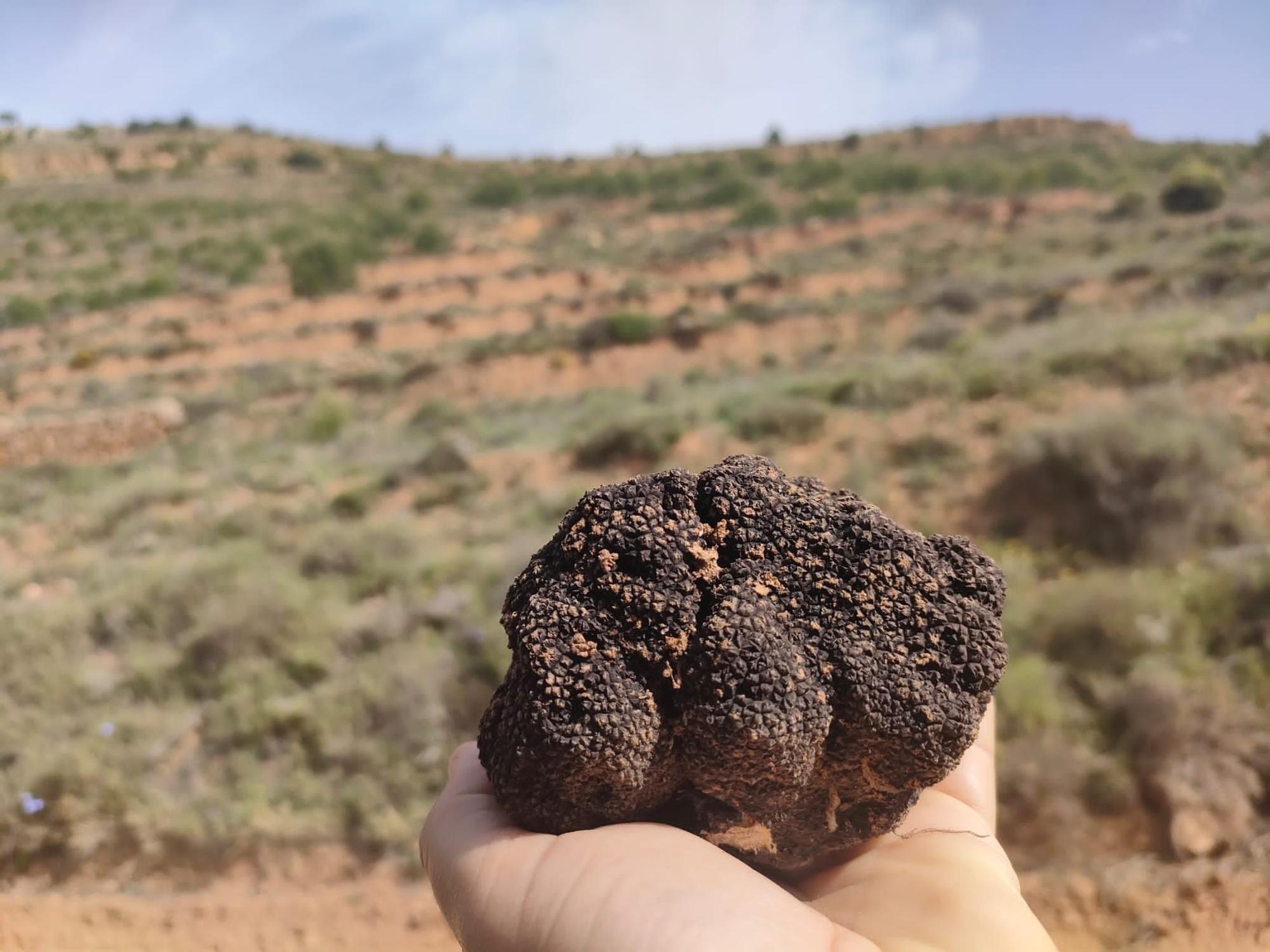 La truficultura invade la Serranía: una alternativa a los cultivos de serrano tradicionales