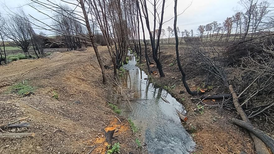 Ayoó da salida a la biomasa de los márgenes del arroyo de la Almucera