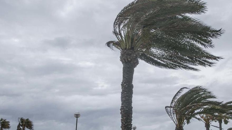 Viento batiendo con fuerza las palmeras en Alicante.