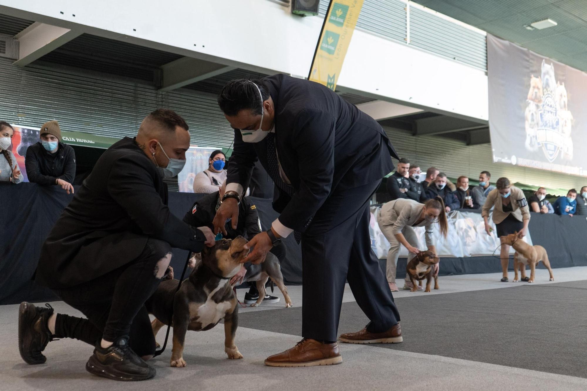 GALERÍA | Las mejores imágenes de perros