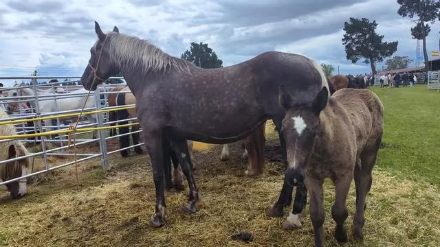 Así es la yegua por la que se pagaron 9.000 euros en Llanera