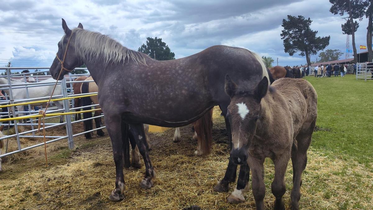 Así es la yegua por la que se pagaron 9.000 euros en Llanera
