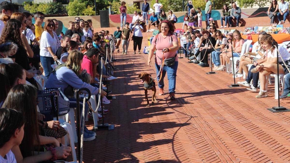 El esperado desfile de las mascotas en adopción de l&#039;Alcora.