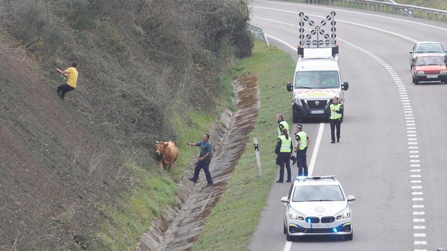 Así fue el complicado rescate de una vaca que cayó al arcén de la variante de Avilés