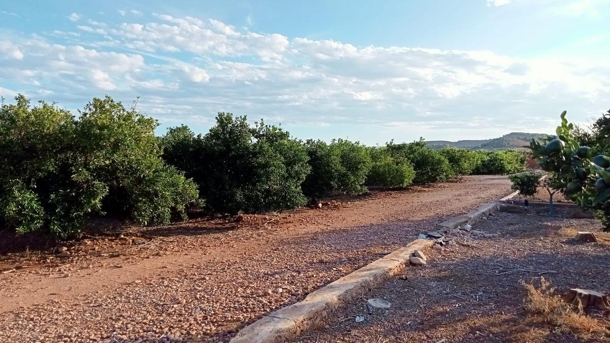 Uno de los campos afectados por el terreno que se disputan Arada Solar y STN.