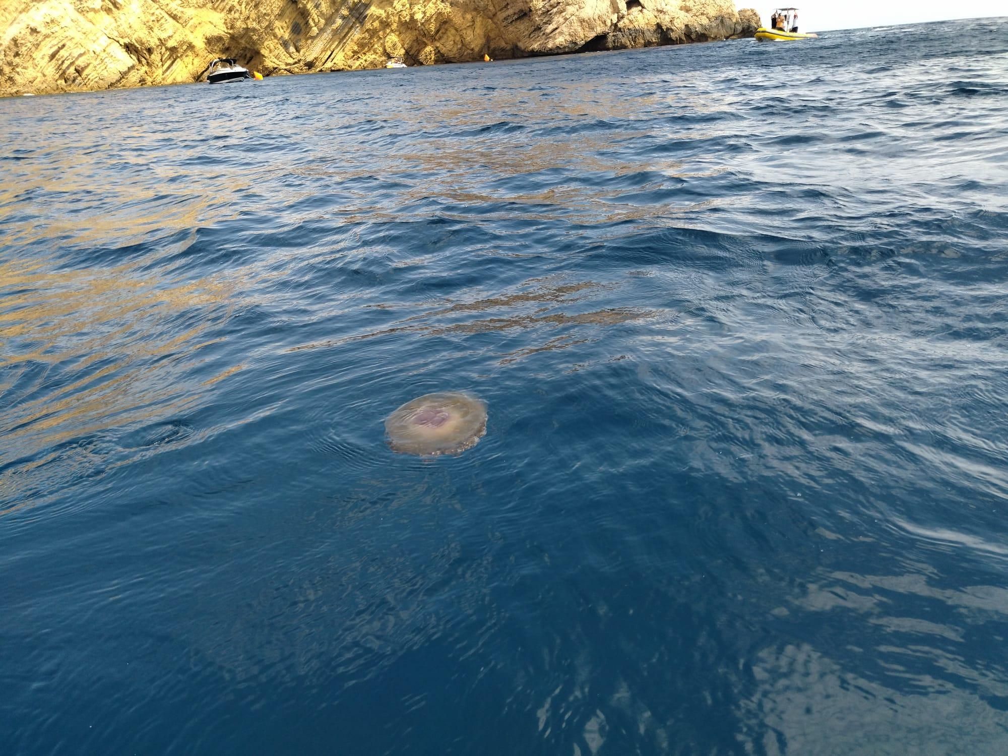 Embarcados con los guardianes de la Posidonia oceánica (imágenes)