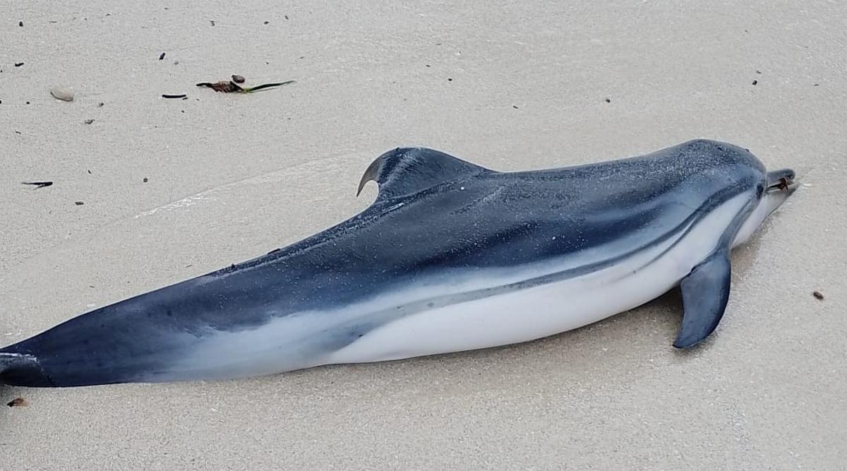 Einer der beiden auf den Balearen gestrandeten Streifendelfine.