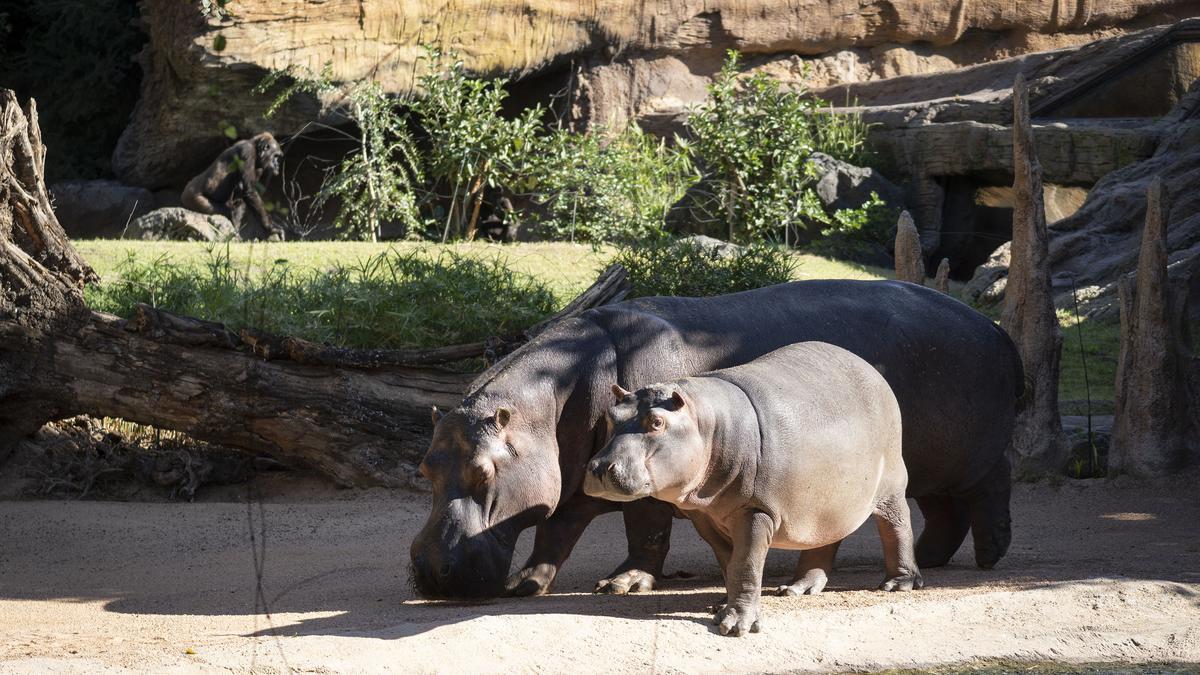 La nueva promoción ‘con causa’ de Bioparc ofrece entradas durante noviembre a un precio reducido.