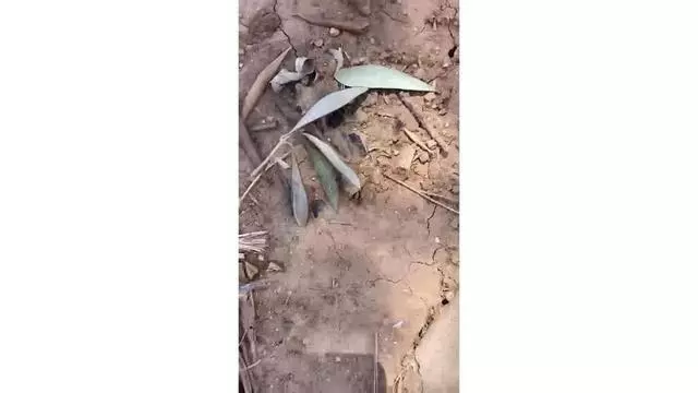 La carrera de las garrapatas para llegar a un agricultor en Turís