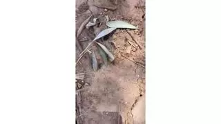 La eclosión descontrolada de garrapatas en la Ribera obliga a cubrirse de “pies a cabeza” para trabajar en el campo