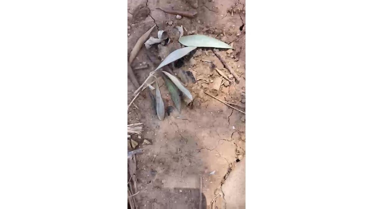 La eclosión descontrolada de garrapatas en la Ribera obliga a cubrirse de “pies a cabeza” para trabajar en el campo