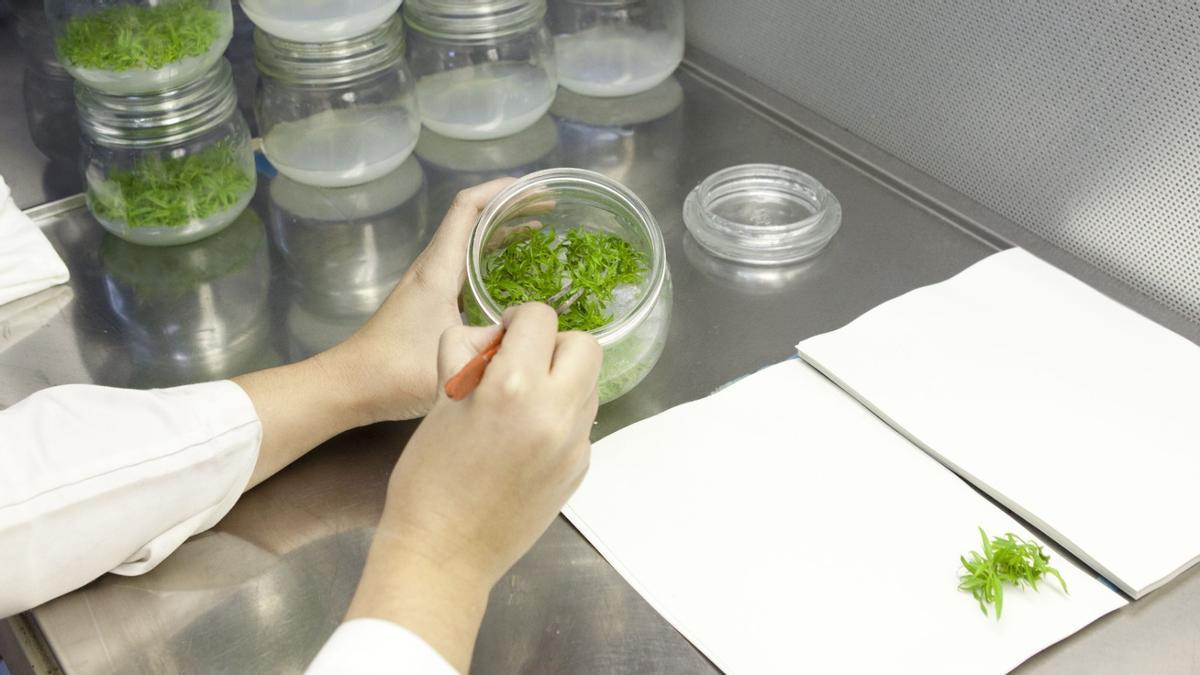 Proceso de selección manual de las microplantas ya germinadas, tras el proceso 'in vitro'.