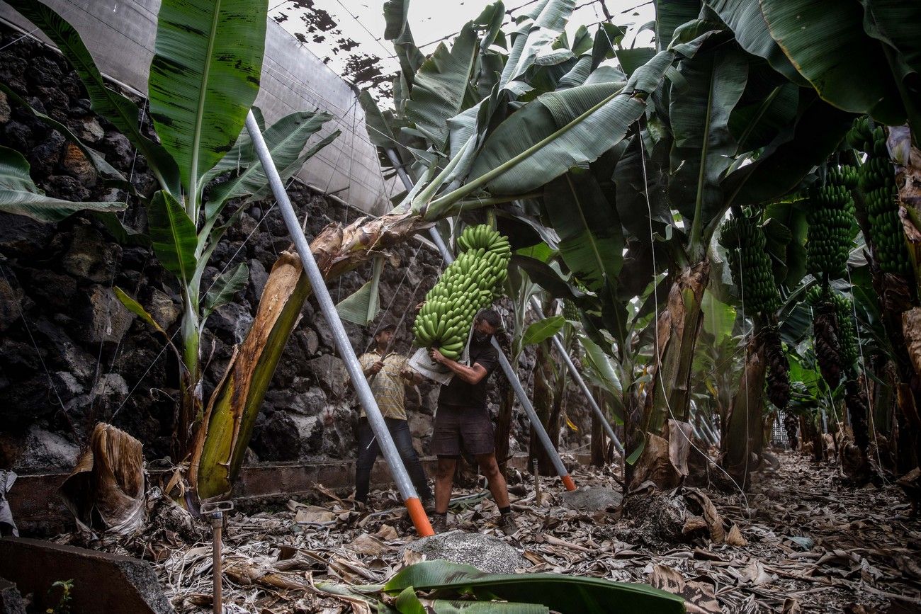 Agricultores recogen los plátanos de sus fincas llenas de ceniza del volcán en erupción en La Palma