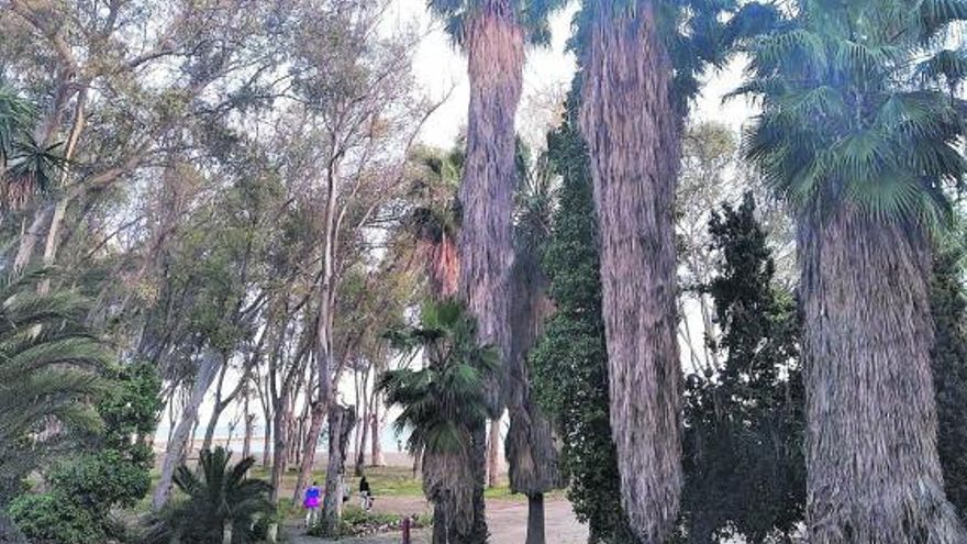 Eucaliptos y ejemplares históricos de palmeras, la pasada semana