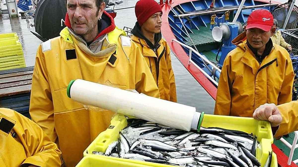 Tripulantes de un pesquero con cajas recién desembarcadas de anchoas.