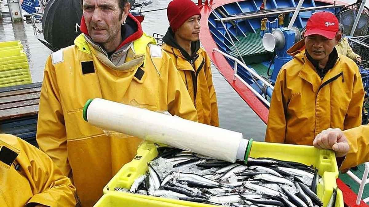 La llarga ombra de la veda a l’anxova La llarga ombra de la veda a l’anxova