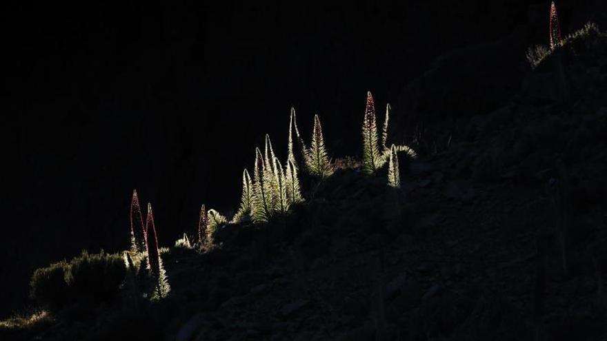 El tajinaste rojo del Teide, la nueva imagen de Tenerife