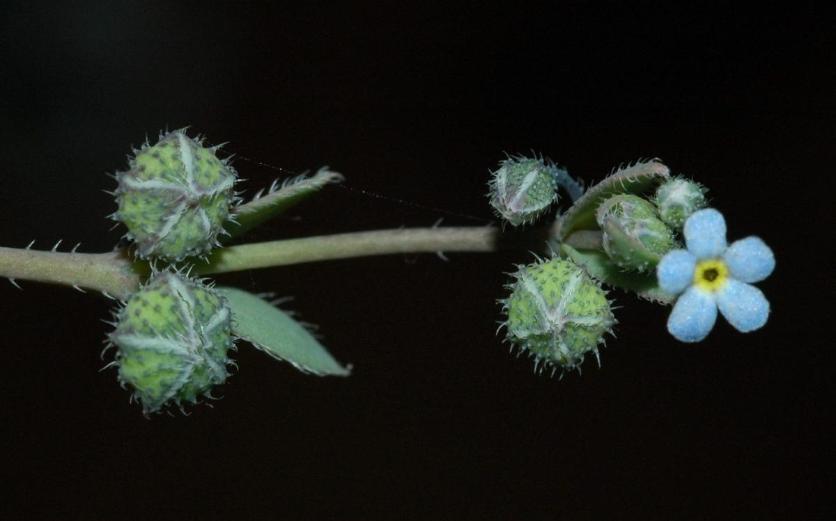 La planta 'nomevés', la más amenazada de España