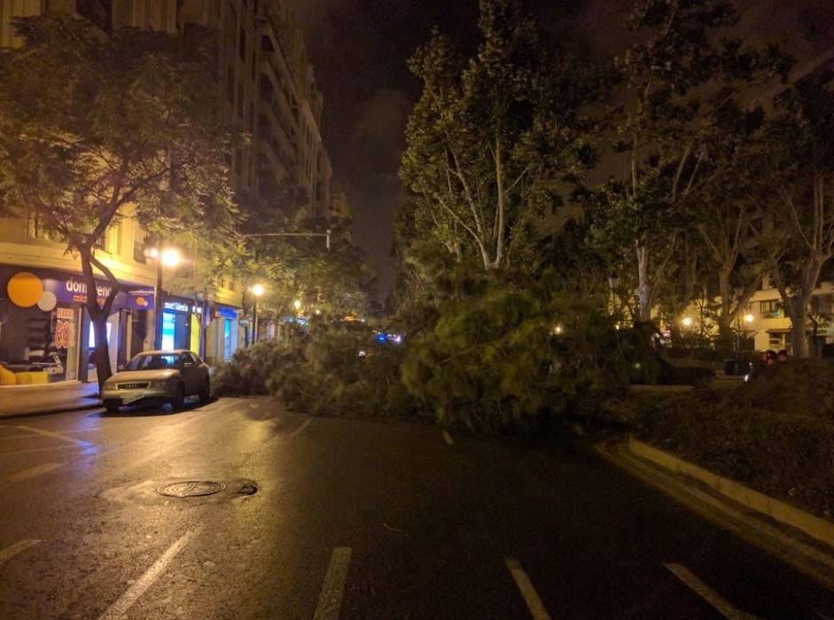 Caída del arbol en la Gran Vía de Valencia