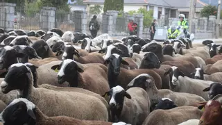 Trashumancia: 3.000 ovejas atraviesan Sanabria camino de Aliste en un verano marcado por el "humo y el miedo"