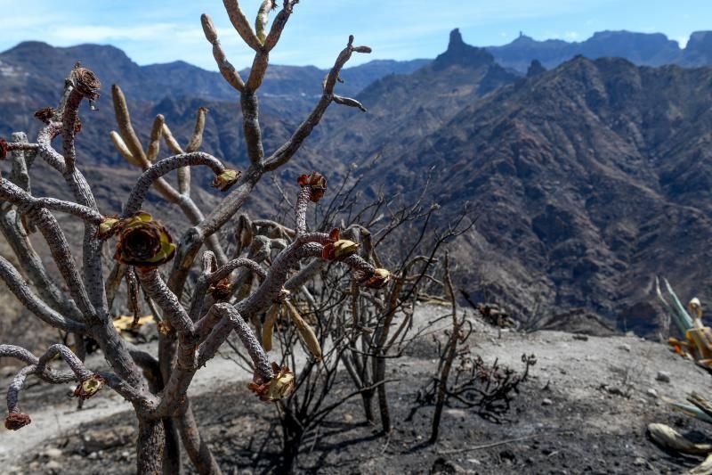 15-10-19 SUPLEMENTOS. ZONA CUMBRERA. ZONA CUMBRERA. Reportaje zonas quemadas tras dos meses. Reportaje triple entrega sobre el paisaje quemado, al cumplirse dos meses. La primera parte será Los tesosos de la Cumbre, en plan más positivo, con los brotes verdes, lugares que visitar. Un segundo con los héroes sin capa, sus protagonistas y una tercera con Lo que el fuego se llevó o Lo perdido, la parte más triste.  Fotos: Juan Castro.  | 15/10/2019 | Fotógrafo: Juan Carlos Castro