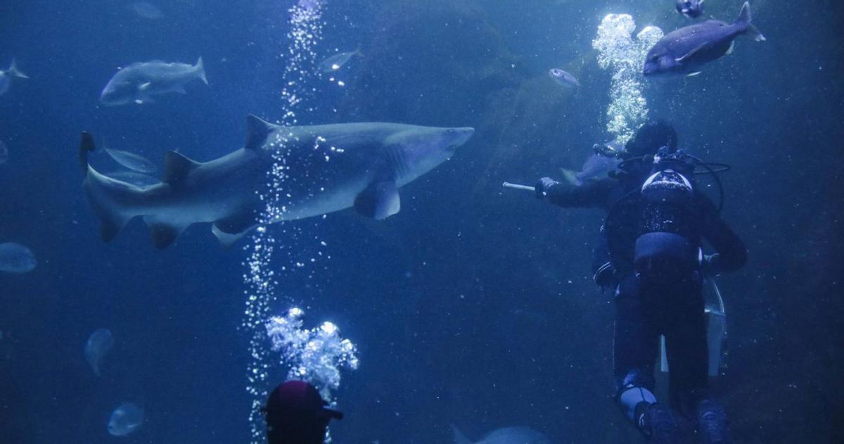 El Pase Anual B! es la suerte de esta Navidad