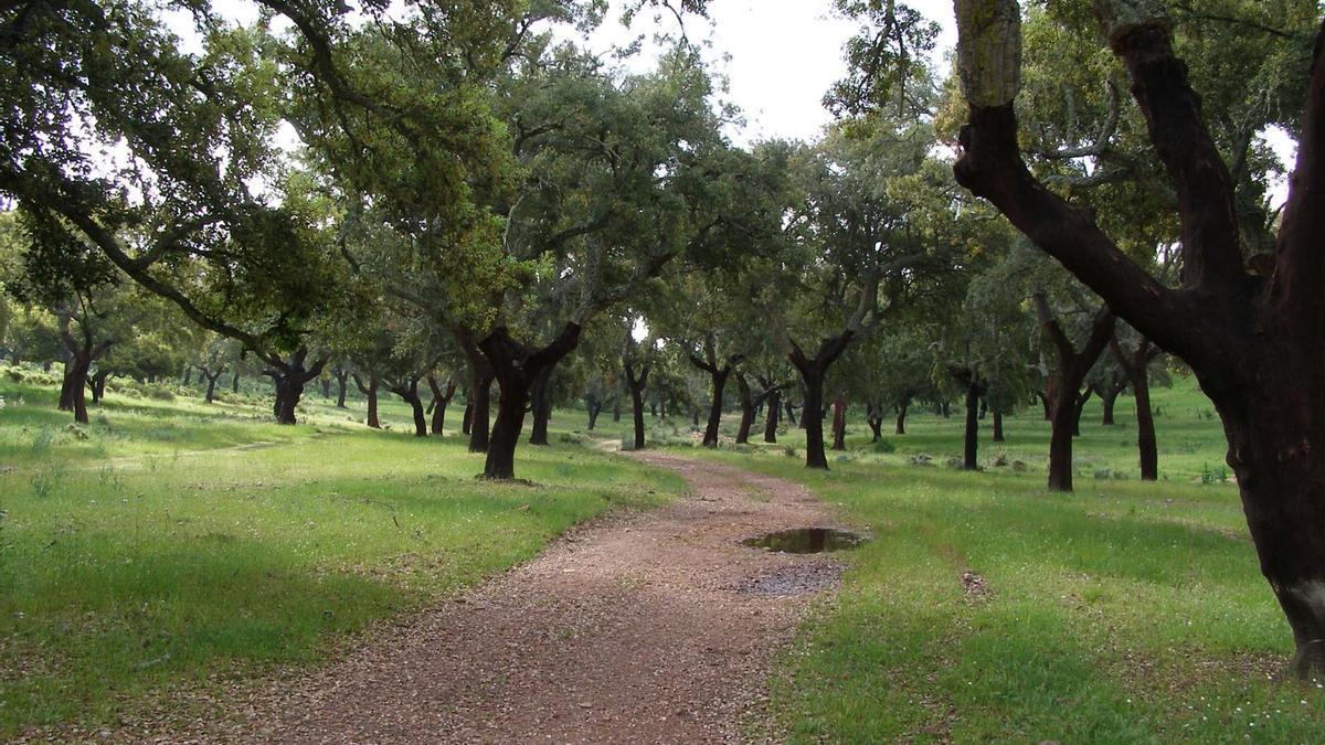 Un paraje de Rincón de Ballesteros.