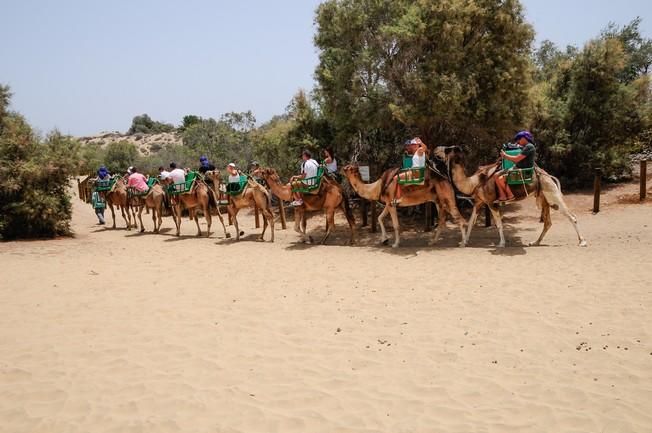 Reportaje excursiones con camellos en las Dunas ...