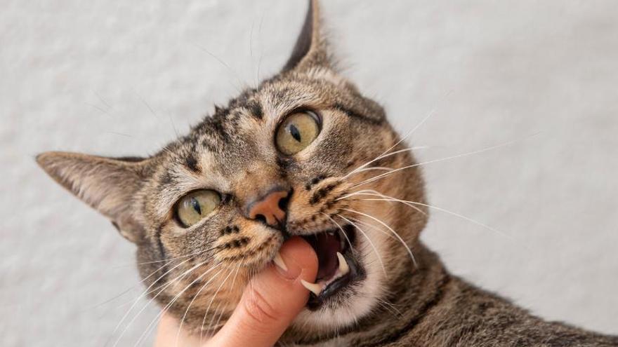 És necessari raspallar les dents als gats?