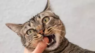 És necessari raspallar les dents als gats?