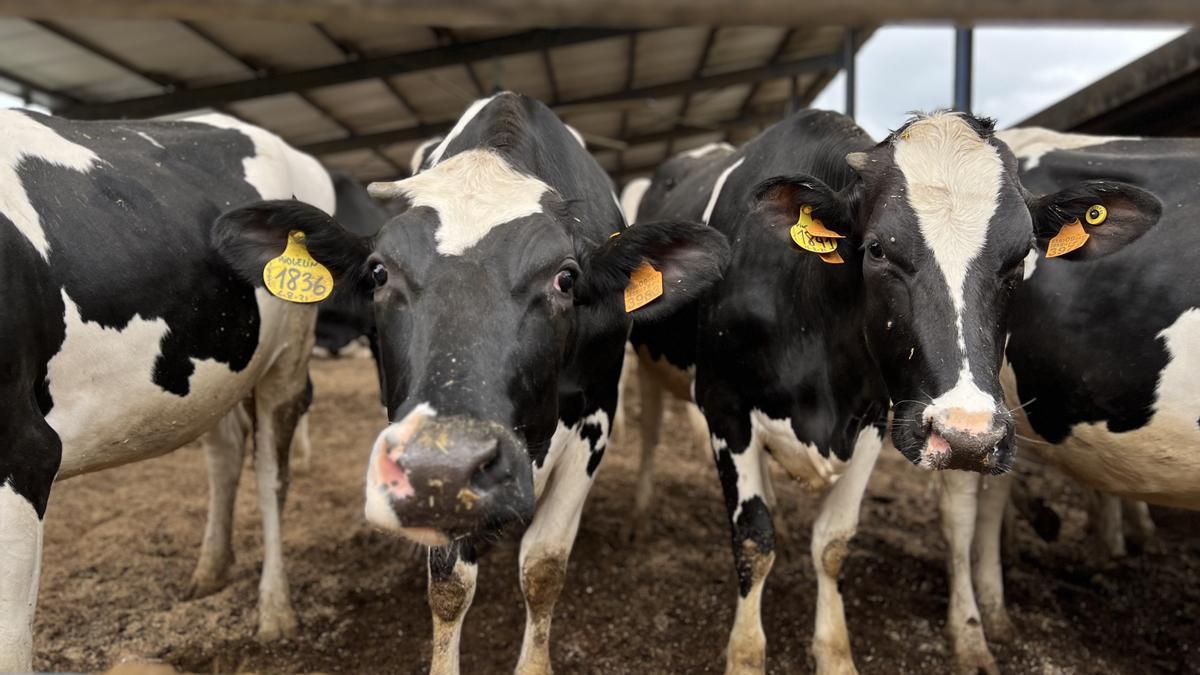 Diverses vaques en una granja en una fotografia d'arxiu