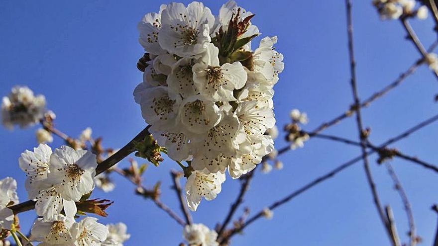 La floración se está desarrollando de forma óptima. | JUANI RUZ