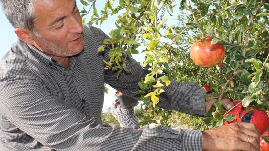 Un agricultor en un campo de granados.