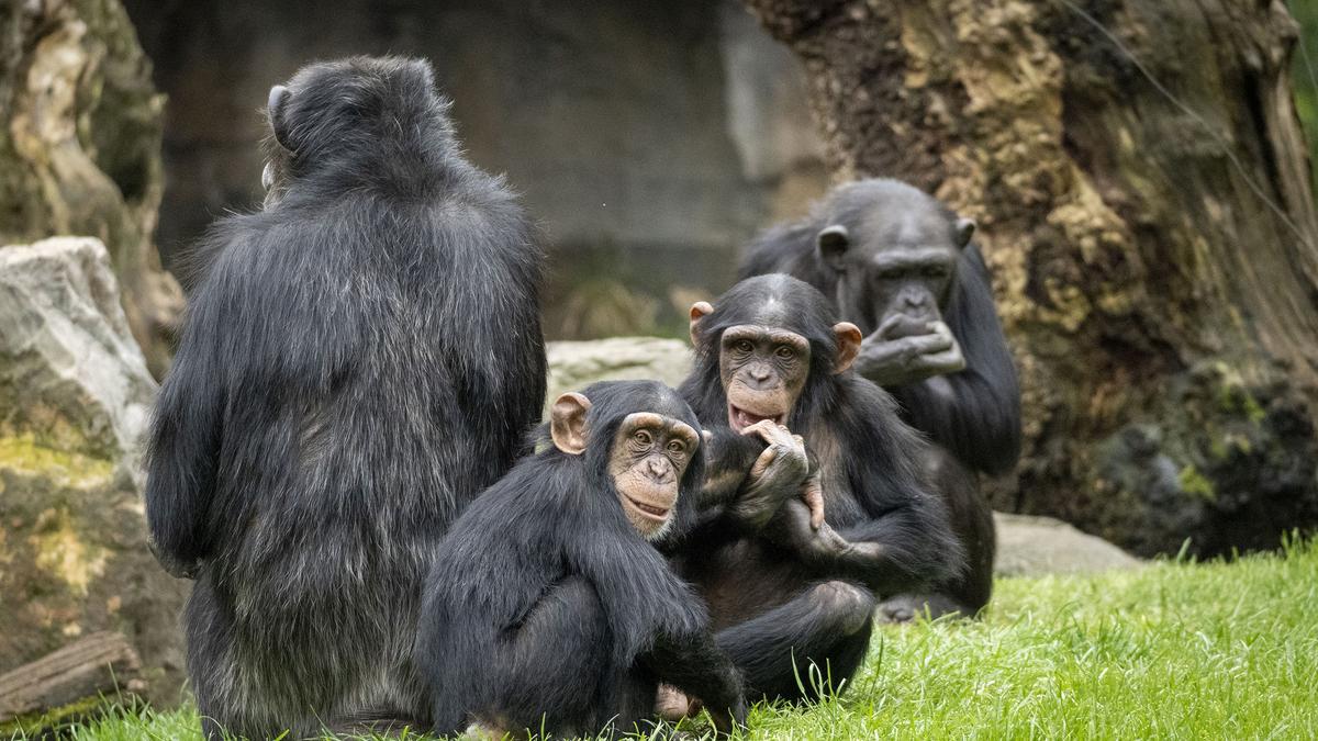 Crías de chimpancé en la selva ecuatorial de Bioparc Valencia.