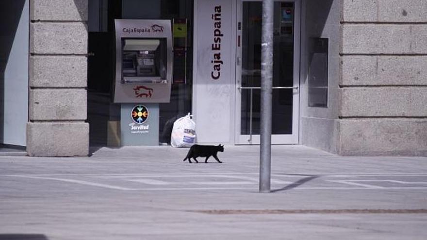 Un gato aprovechó la zona despejada para pasear, ajeno a la expectación, por delante de la bolsa sospechosa.