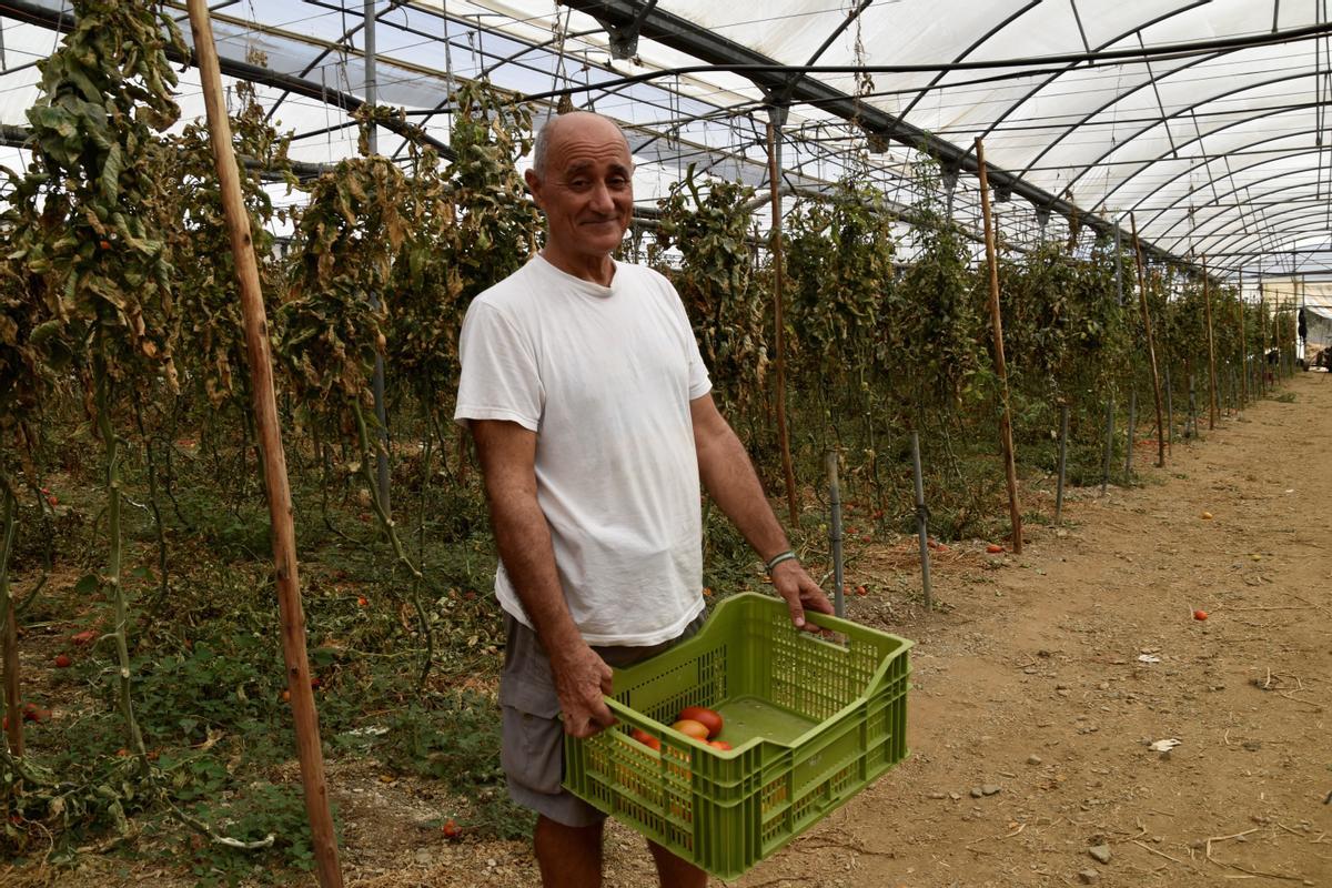 El agricultor Álvaro Bazán recolectando tomates de su invernadero en Lagos, Vélez-Málaga