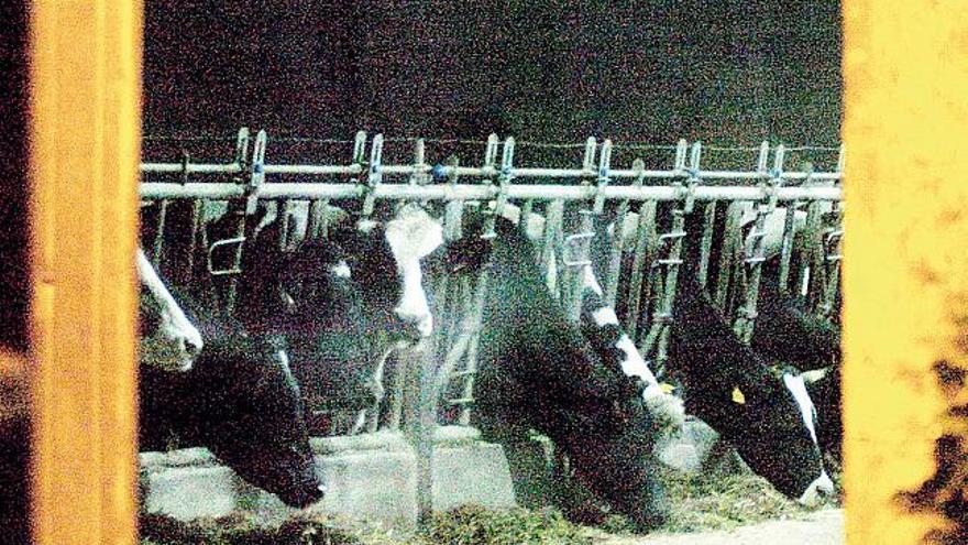 Algunas de las vacas de la explotación trasdezana afectada por la enfermedad.