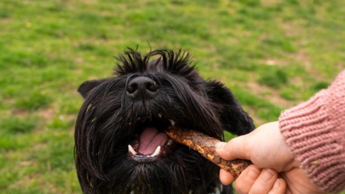 Torró per a gossos?
