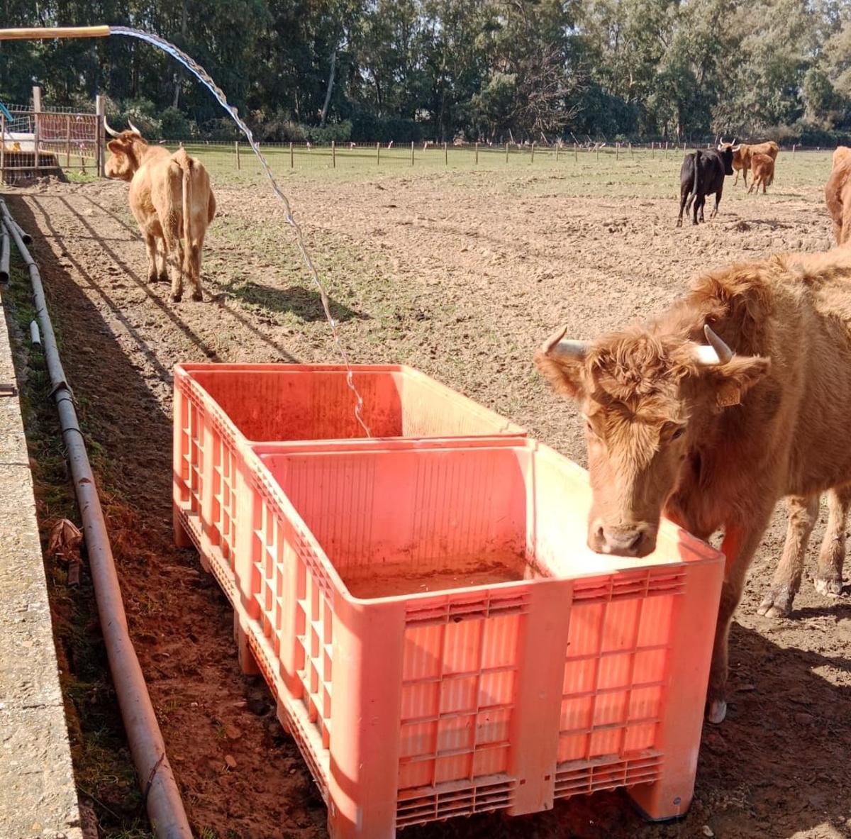 El ganado de Juan Espino en Rincón de Caya.
