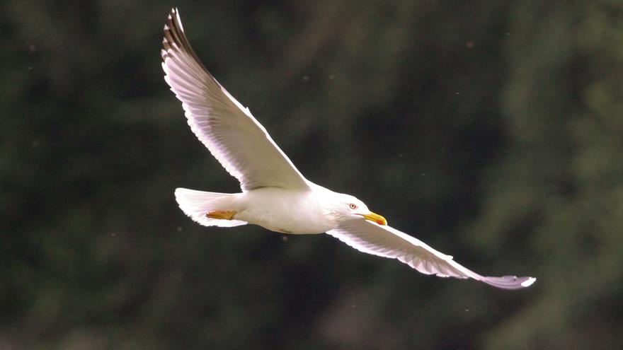 Galicia suma una treintena de casos de gripe aviar en gaviotas tras un nuevo ejemplar